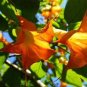 50 PCS Seeds Angel Trumpet Seeds Yellow Flowers
