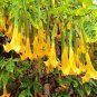 50 PCS Seeds Angel Trumpet Seeds Yellow Flowers