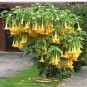 50 PCS Seeds Angel Trumpet Seeds Yellow Flowers