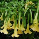 50 PCS Seeds Angel Trumpet Seeds Yellow Flowers 50 PCS Seeds Angel Trumpet Seeds Yellow Flowers