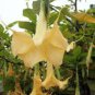 50 PCS Seeds Angel Trumpet Seeds Yellow Flowers