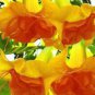 50 PCS Seeds Angel Trumpet Seeds Yellow Flowers