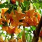 50 PCS Seeds Angel Trumpet Seeds Yellow Flowers