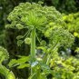 50 PCS Seeds Angelica