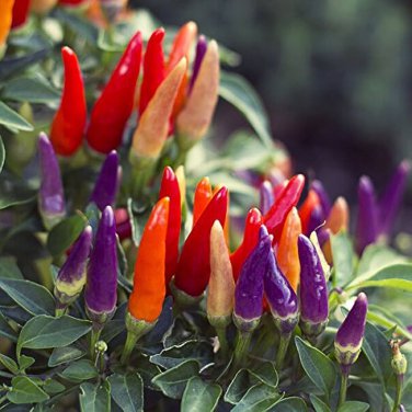 35 PCS Seeds Anhui Colorful Hot Ornamental Pepper Organic