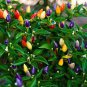 35 PCS Seeds Anhui Colorful Hot Ornamental Pepper Organic