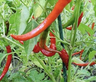 35 PCS Seeds Anhui Green Long Sweet Cow-horn Pepper F1
