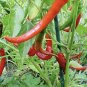 35 PCS Seeds Anhui Green Long Sweet Cow-horn Pepper F1
