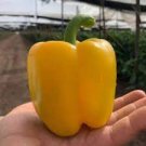 10 PCS Seeds Anhui Yellow Cluster of Sweet Pepper