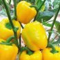 10 PCS Seeds Anhui Yellow Cluster of Sweet Pepper