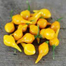 20 PCS Seeds Anhui Yelow Hot Pickled Chili Pepper Organic 20 PCS Seeds Anhui Yelow Hot Pickled Chili Pepper Organic