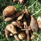 100 PCS Seeds Annual Yacon Vegetable