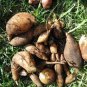 100 PCS Seeds Annual Yacon Vegetable