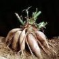 100 PCS Seeds Annual Yacon Vegetable