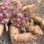 100 PCS Seeds Annual Yacon Vegetable