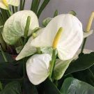 100 PCS Seeds Anthurium white 100 PCS Seeds Anthurium white