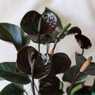 100 PCS Seeds Anthurium Red Black 100 PCS Seeds Anthurium Red Black