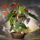 100 PCS Seeds Anthurium Andraeanu Bonai Plant Colorful Anthurium Potted Flowers 100 PCS Seeds Anthurium Andraeanu Bonai Plant Colorful Anthurium Potted Flowers