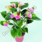 100 PCS Seeds Anthurium Andraeanu Bonai Plant Colorful Anthurium Potted Flowers