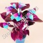 100 PCS Seeds Anthurium Andraeanu Bonai Plant Colorful Anthurium Potted Flowers