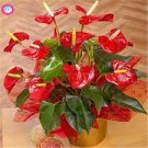 100 PCS Seeds Anthurium Andraeanu Bonsai Plants Balcony Potted Anthurium Bonsai