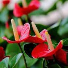 100 PCS Seeds Anthurium Flower Seeds Mixed Light Purple Black Red Pink Flowers