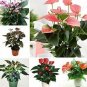 100 PCS Seeds Anthurium Flower Seeds Mixed Light Purple Black Red Pink Flowers