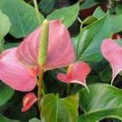 100 PCS Seeds Anthurium Light Pink Flowers 100 PCS Seeds Anthurium Light Pink Flowers