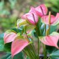 100 PCS Seeds Anthurium Light Pink Flowers