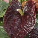 100 PCS Seeds Anthurium plantas Rare Flower Plants for Balcony Bonsai 100 PCS Seeds Anthurium plantas Rare Flower Plants for Balcony Bonsai