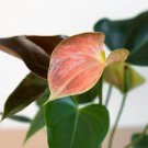 50 PCS Seeds Anthurium Plants Beautiful Rainbow Anthurium Garden Flowers 50 PCS Seeds Anthurium Plants Beautiful Rainbow Anthurium Garden Flowers