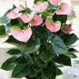 50 PCS Seeds Anthurium Plants Beautiful Rainbow Anthurium Garden Flowers
