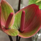 100 PCS Seeds Anthurium Plants Bonsai Flower Blue Anthurium Plant Balcony Pot