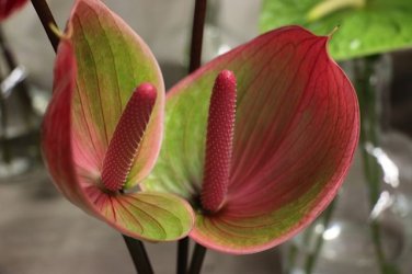 100 PCS Seeds Anthurium Plants Bonsai Flower Blue Anthurium Plant Balcony Pot