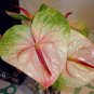 100 PCS Seeds Anthurium Seeds Green Light Pinkish Bicolor Flowers