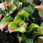 100 PCS Seeds Anthurium Seeds Green Light Pinkish Bicolor Flowers