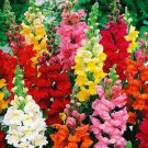 100 PCS Seeds Antirrhinum 'Trailing Mix' Annual Bedding Plant 100 PCS Seeds Antirrhinum 'Trailing Mix' Annual Bedding Plant