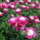 5 PCS Seeds ao Huang' Peony 5 PCS Seeds ao Huang' Peony
