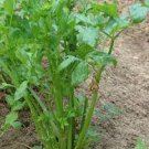 30 PCS Seeds Apium Graveolens Red Stem Celery Vegetable Hybrid