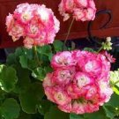 10 PCS Seeds apple bloom rosebud Pink Color big blooms