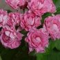 10 PCS Seeds apple bloom rosebud Pink Color big blooms