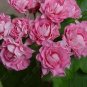 10 PCS Seeds apple bloom rosebud Pink Color big blooms