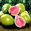 20 PCS Seeds Apple Guava (Psidium Guajava) 20 PCS Seeds Apple Guava (Psidium Guajava)