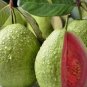 20 PCS Seeds Apple Guava (Psidium Guajava)