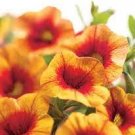 200 PCS Seeds Apricot Punch Calibrachoa Organic Petunia 200 PCS Seeds Apricot Punch Calibrachoa Organic Petunia