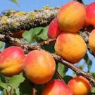 20 PCS Seeds Apricot Self-fertile Sweet Tasty Orange Fruit