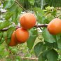 20 PCS Seeds Apricot Self-fertile Sweet Tasty Orange Fruit