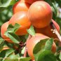 20 PCS Seeds Apricot Self-fertile Sweet Tasty Orange Fruit
