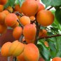20 PCS Seeds Apricot Self-fertile Sweet Tasty Orange Fruit