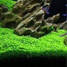 500 PCS Seeds Aquarium Glossostigma Hemianthus Callitrichoides Bonsai Water Grass Mini